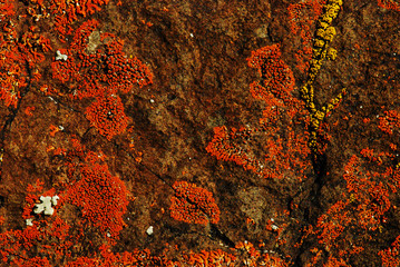 Orange Lichen on Rock Background