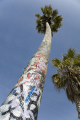 Grafitti Covered Palm Tree