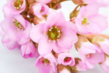 Fototapeta na wymiar isolated spring pink flower