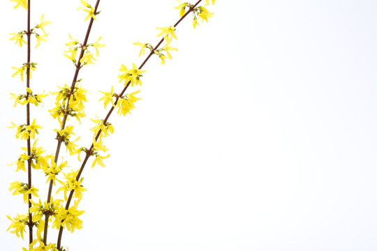 Isolated Branches Of Blooming Forsythia