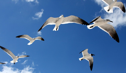 seagulls
