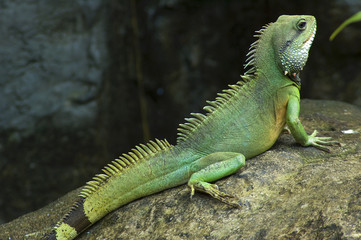 Posing Lizard