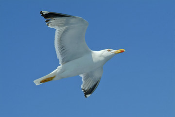 Greek sea-gull