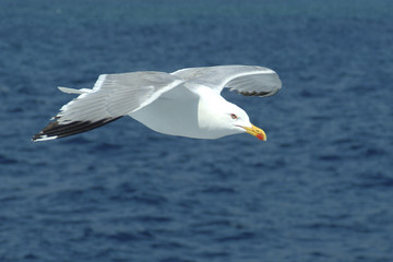 Sea-gull