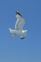 Chalkidiki seagull