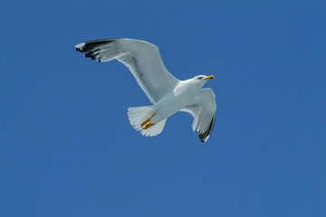 Flying dove