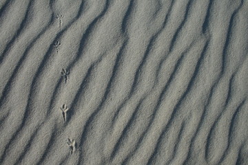 Fototapeta na wymiar Vogelspuren im Sand