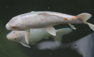 koi