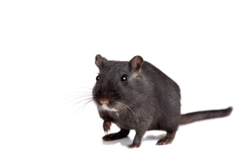 Fototapeta premium Cute little gerbil