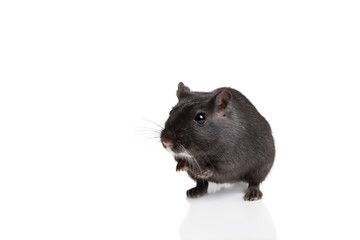 Cute gerbil