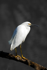 Snowy Egret