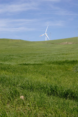 Fototapeta premium collina di grano