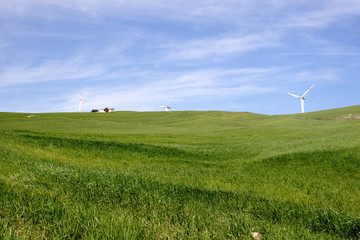 Fototapeta na wymiar wzgórze z pszenicy