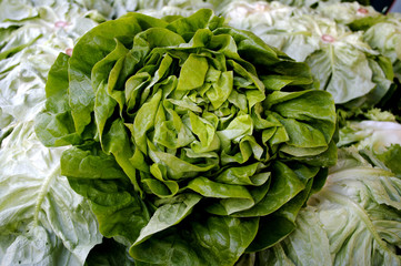Kopfsalat