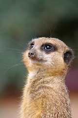 meerkat