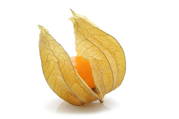 Physalis