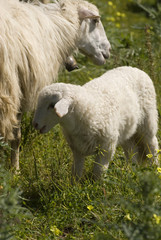 Obraz premium pecore 1