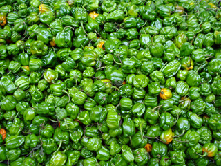 green pepper