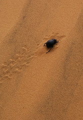 A beetle walking on sand dune