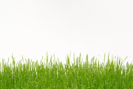 Gras 02