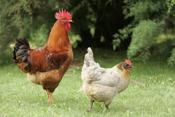 Le coq et sa poule