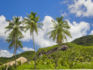 Fototapeta na wymiar bujny tropikalny krajobraz z palmami