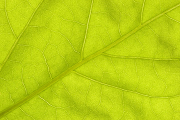 Naklejka na ściany i meble Green leaf texture
