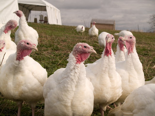 Turkeys for sale