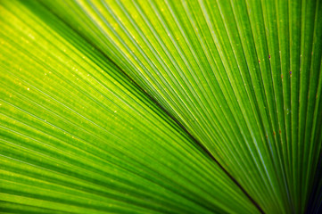 Obraz premium leaf