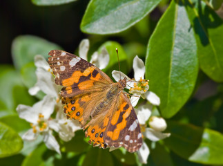 monarch butterfly