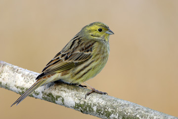 Emberiza citrinella