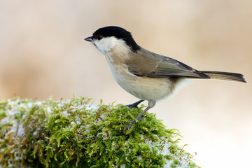 Parus palustris