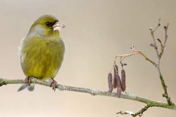 Carduelis chloris