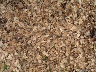 Autumn leaves