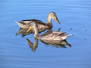 Two duck on water