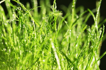 Fototapeta na wymiar Green grass