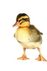 Small black with yellow a duck on a white background