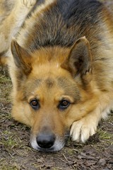 German sheep dog
