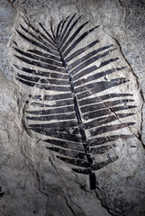 fossile © pgm