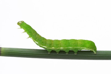 Naklejka premium green caterpillar