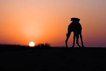  Desert dog © ErickN