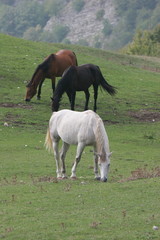 Cavallo