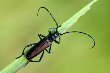 Bug
