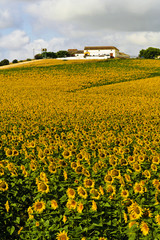 Obraz premium Sonnenblumenfeld in Arcos, Andalusien, Spanien