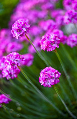 Fototapeta premium flowers