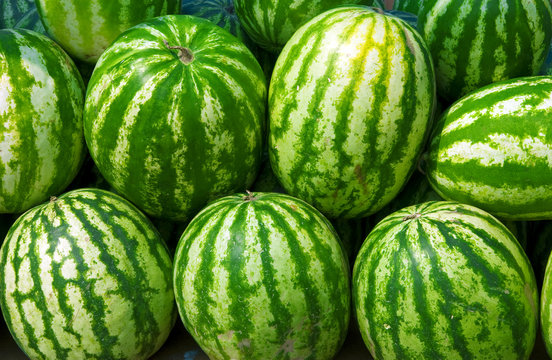 Ripe water-melons with a green striped skin