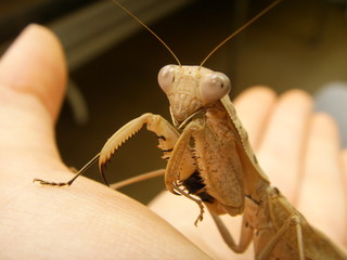 Mantidae.