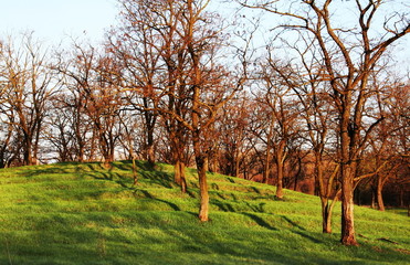 Obraz premium Spring garden