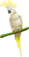 cockatoo