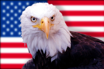 USA, Eagle